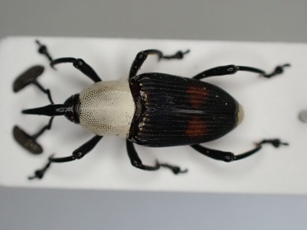 Cercidocerus albicollis