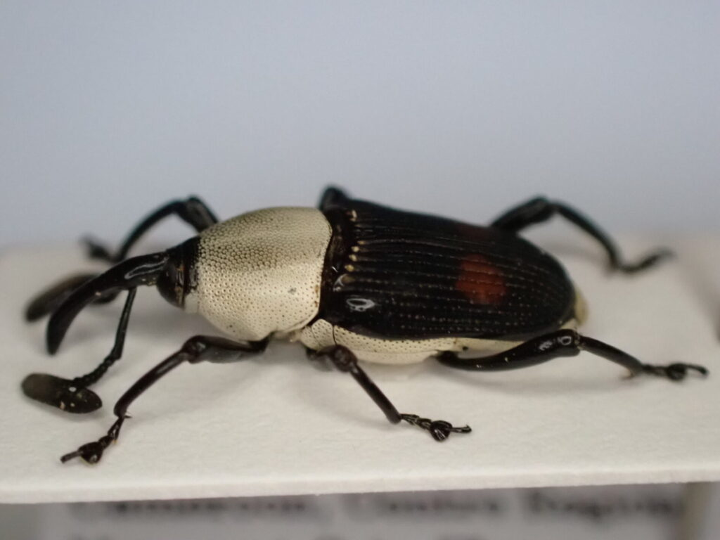 Cercidocerus albicollis