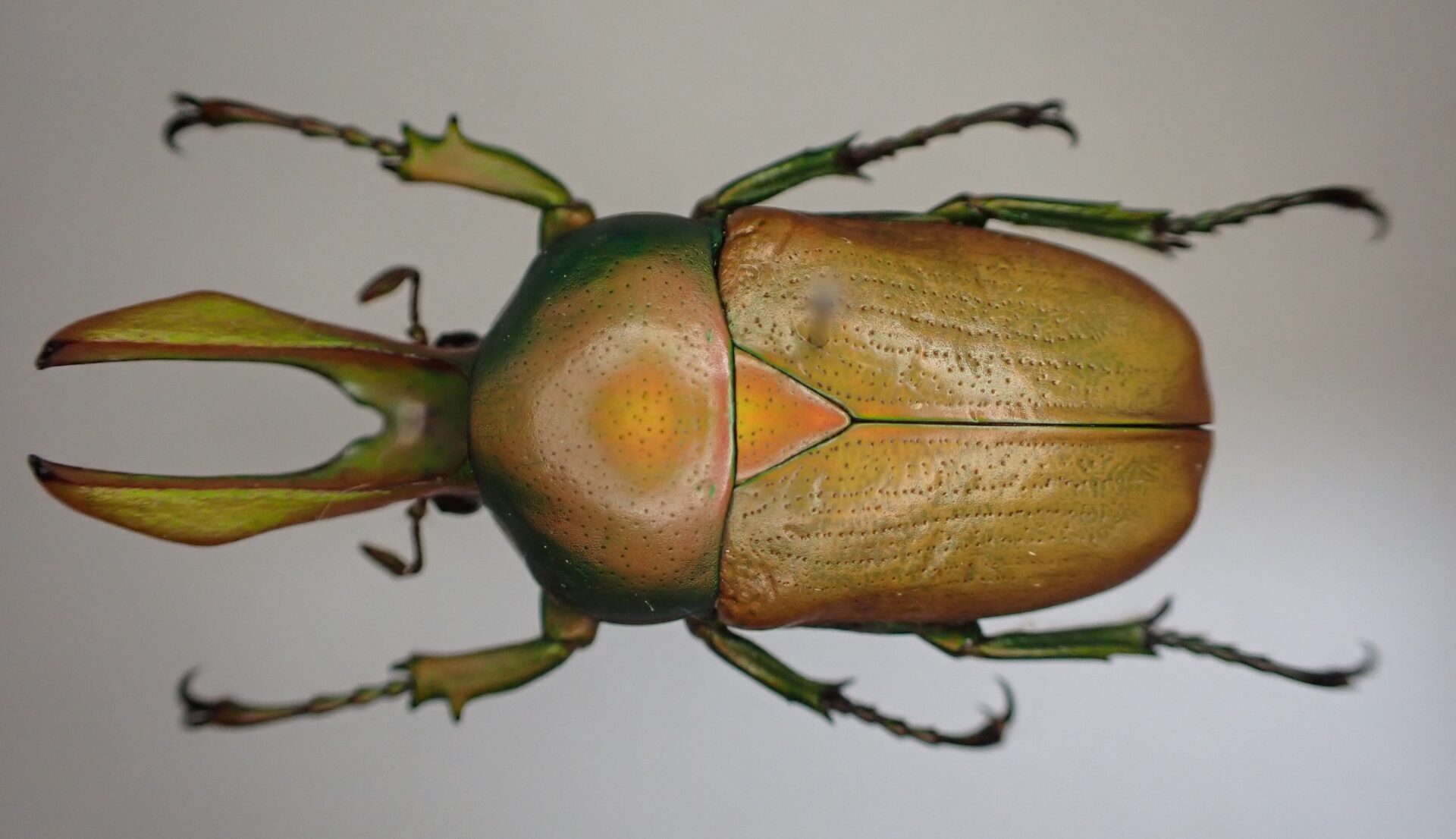 Narycius opalus